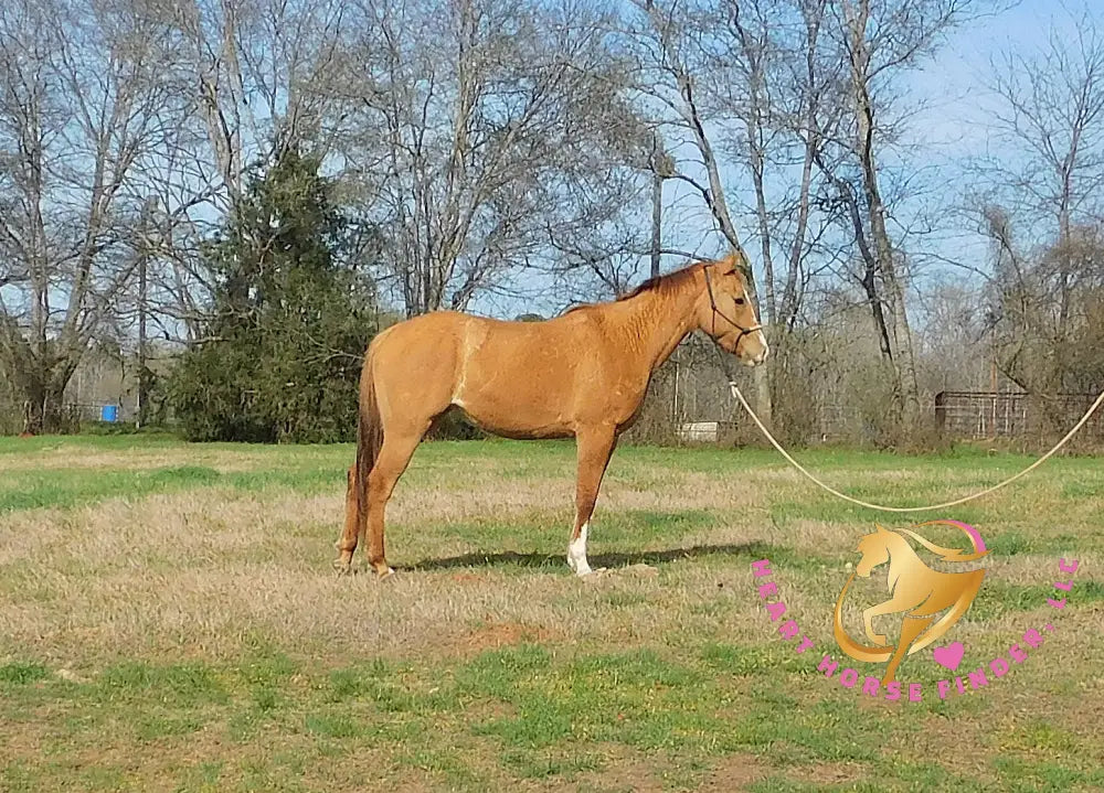 Pumpkin - Quarter Horse - red dun - Horse
