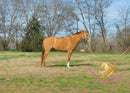 Pumpkin - Quarter Horse - red dun - Horse
