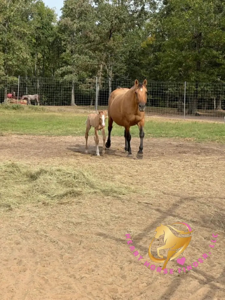 Pumpkin - Quarter Horse - red dun - Horse