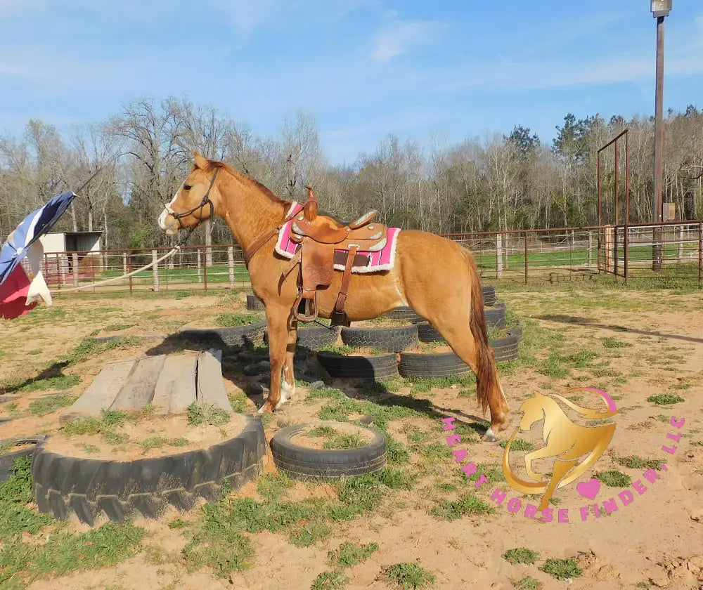 Pumpkin - Quarter Horse - red dun - Horse