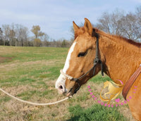 Pumpkin - Quarter Horse - red dun - Horse