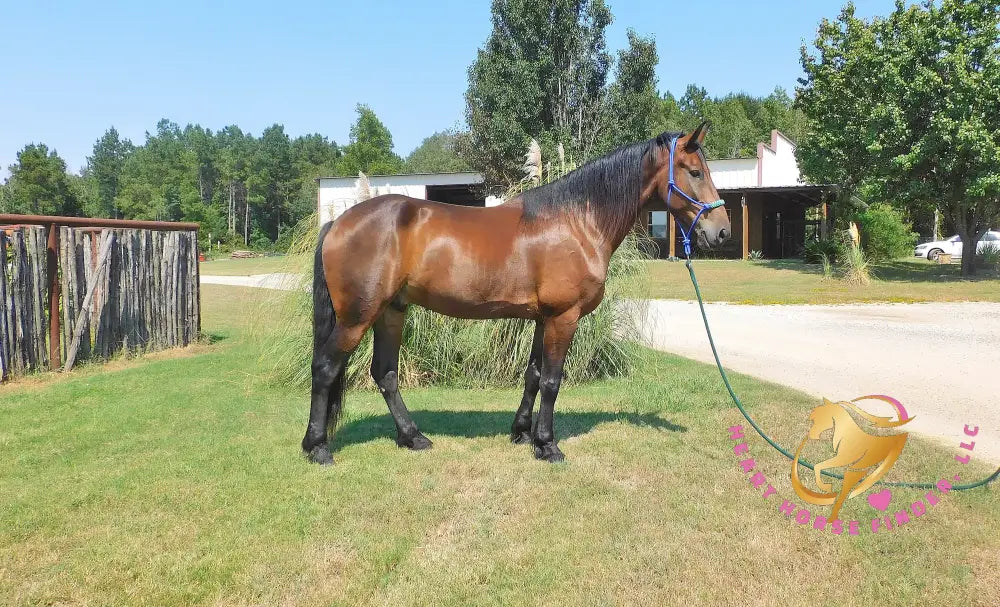 Roscoe - Friesan Sport Horse Bay Horse