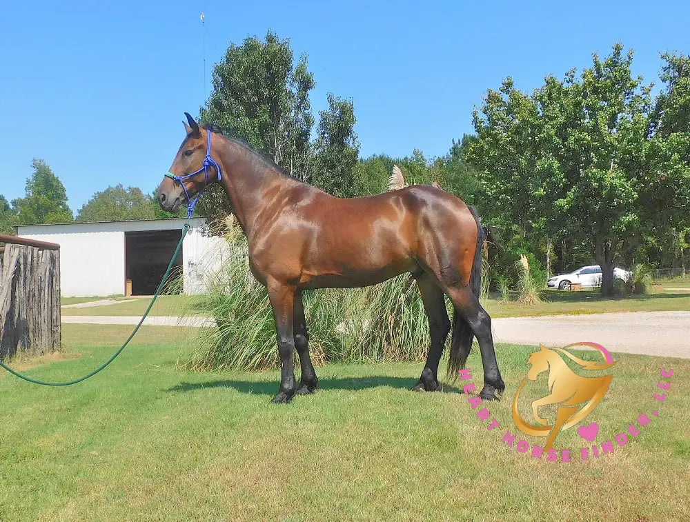 Roscoe - Friesan Sport Horse