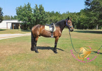 Roscoe - Friesan Sport Horse Bay Horse