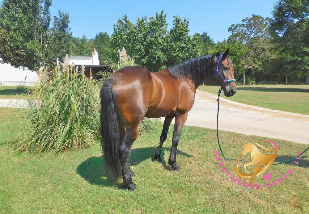 Roscoe - Friesan Sport Horse Bay Horse