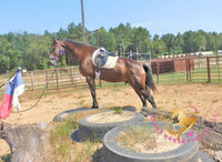 Roscoe - Friesan Sport Horse Bay Horse