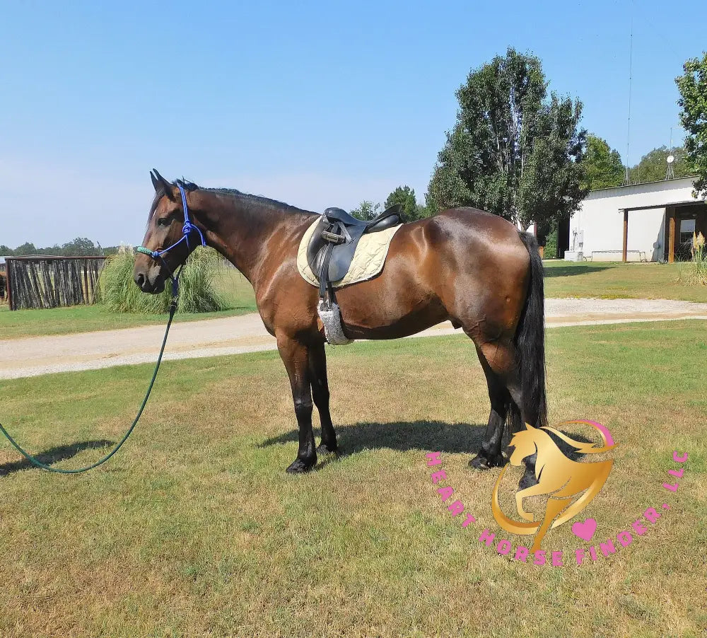 Roscoe - Friesan Sport Horse Bay Horse