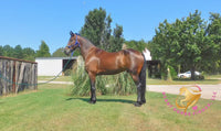 Roscoe - Friesan Sport Horse Bay Horse