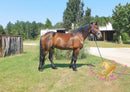 Roscoe - Friesan Sport Horse Bay Horse