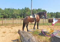 Roscoe - Friesan Sport Horse Bay Horse