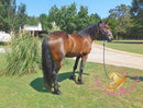 Roscoe - Friesan Sport Horse Bay Horse