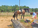Roscoe - Friesan Sport Horse Bay Horse