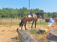 Roscoe - Friesan Sport Horse Bay Horse