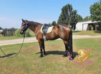 Roscoe - Friesan Sport Horse Bay Horse
