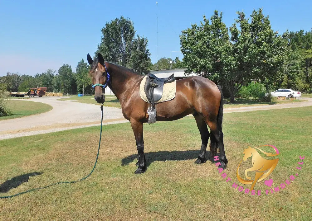 Roscoe - Friesan Sport Horse Bay Horse