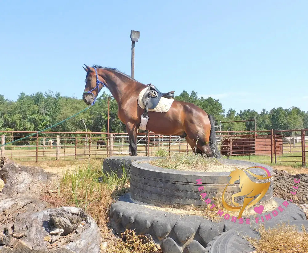 Roscoe - Friesan Sport Horse Bay Horse