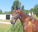Roscoe - Friesan Sport Horse Bay Horse