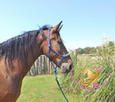 Roscoe - Friesan Sport Horse Bay Horse