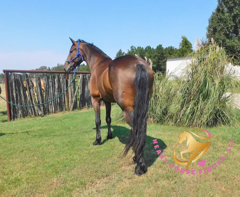 Roscoe - Friesan Sport Horse Bay Horse