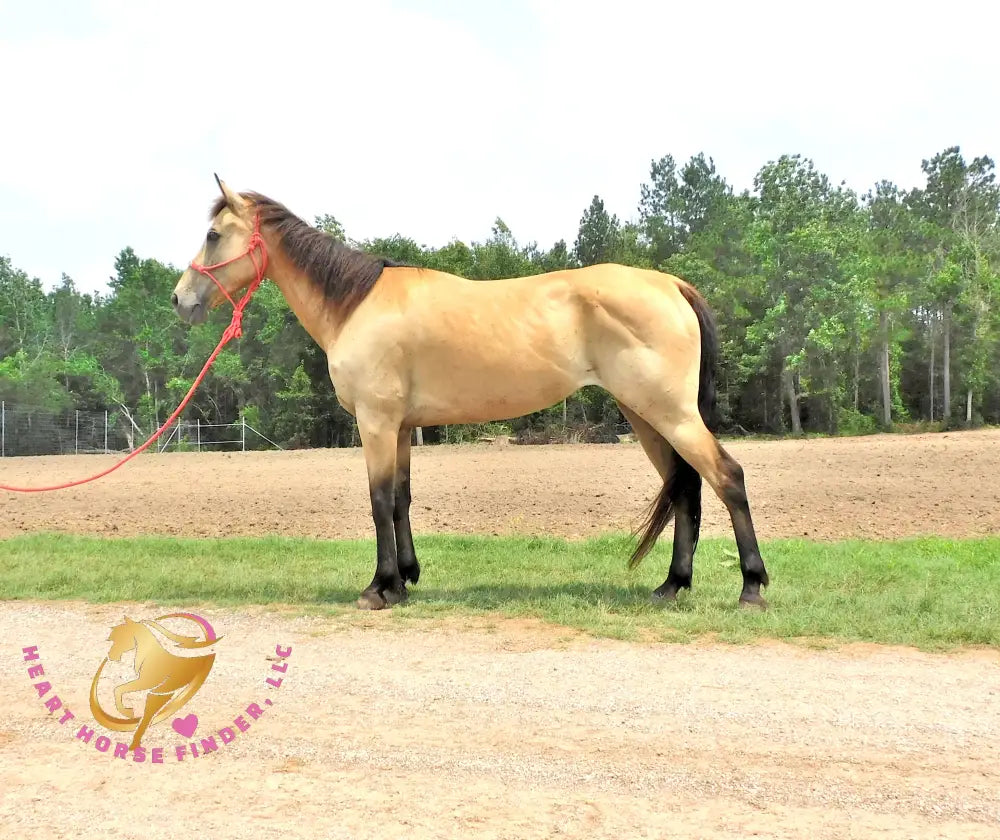 Sold Fanny - Quarter Horse