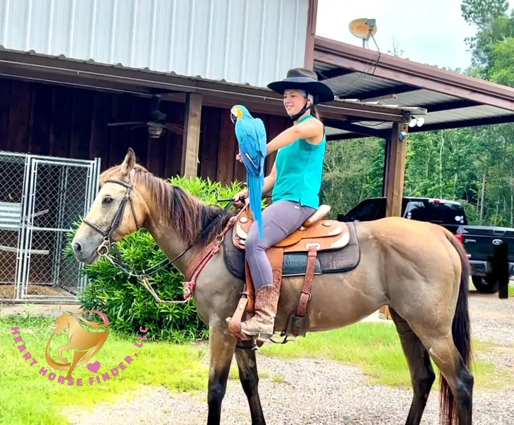 SOLD Fanny - Quarter Horse