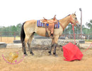 Sold Fanny - Quarter Horse