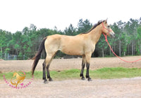 Sold Fanny - Quarter Horse