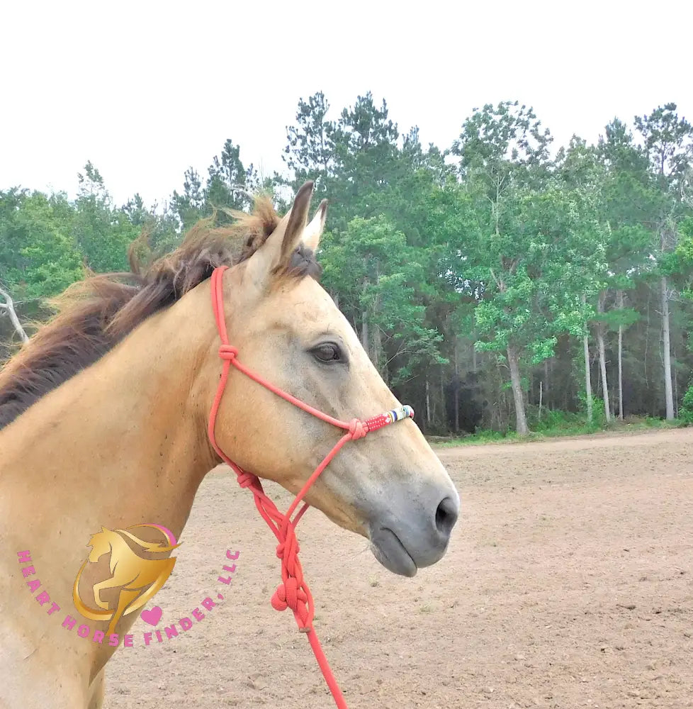 Sold Fanny - Quarter Horse