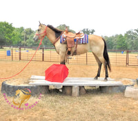 Sold Fanny - Quarter Horse