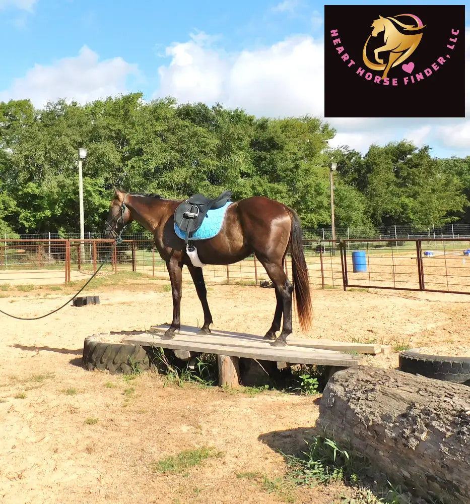 Sold Junior - Quarter Horse