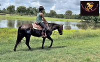 Sold Junior - Quarter Horse