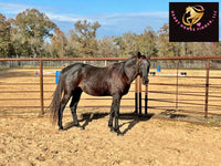 Sold Junior - Quarter Horse