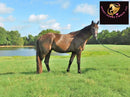 Sold Junior - Quarter Horse