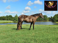 Sold Junior - Quarter Horse