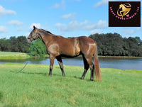 Sold Junior - Quarter Horse