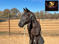 Sold Junior - Quarter Horse