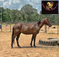 Sold Junior - Quarter Horse