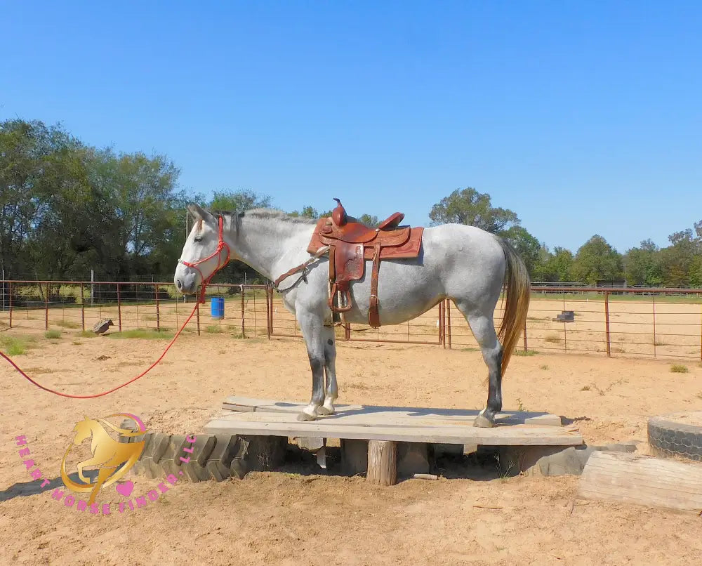 Tundra - Percheron / Qh Cross Mare Horse