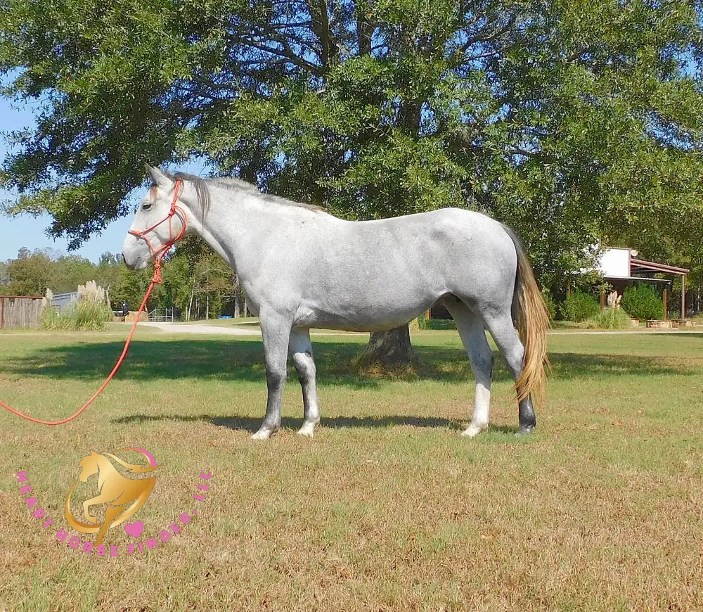 Tundra - Percheron / Qh Cross Mare Horse