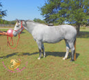 Tundra - Percheron / Qh Cross Mare Horse