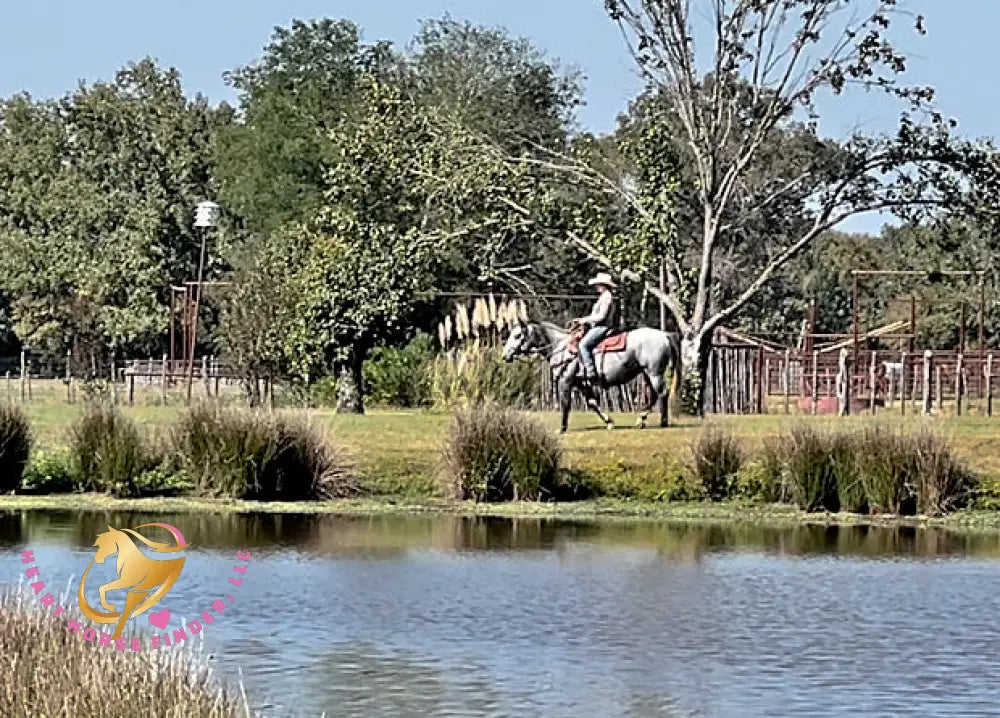 Tundra - Percheron / Qh Cross Mare Horse