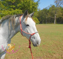 Tundra - Percheron / Qh Cross Mare Horse