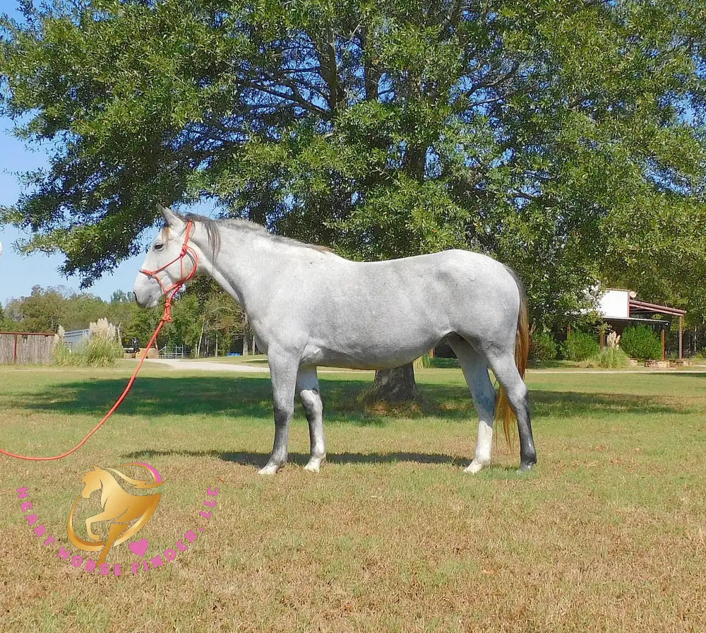 Tundra - Percheron / Qh Cross Mare Horse