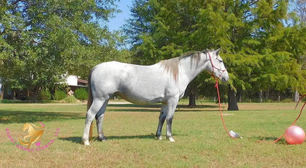 Tundra - Percheron / Qh Cross Mare Horse