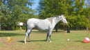 Tundra - Percheron / Qh Cross Mare Horse