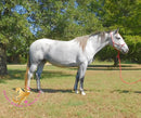 Tundra - Percheron / Qh Cross Mare Horse