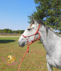 Tundra - Percheron / Qh Cross Mare Horse