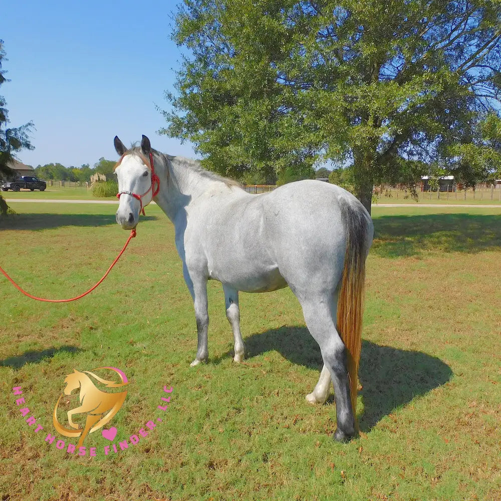 RESERVE PRICE NOT MET            Tundra - Percheron / QH Cross mare