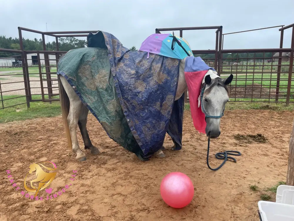 Tundra - Percheron / Qh Cross Mare Horse