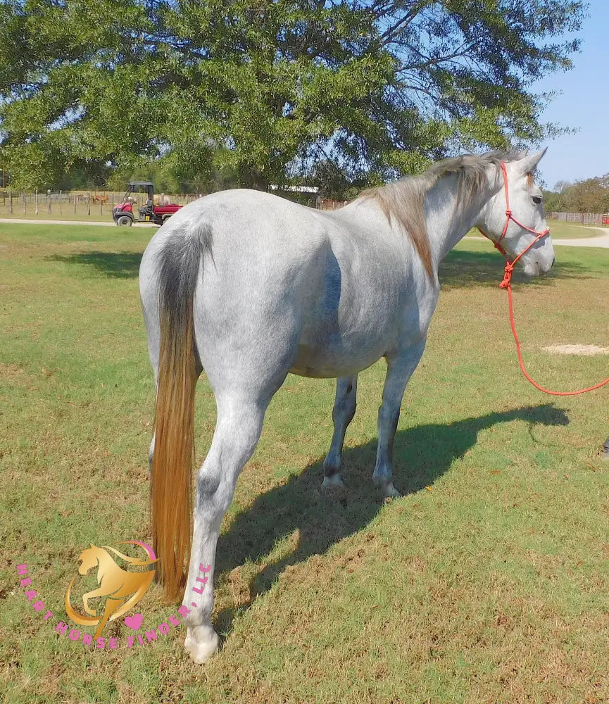 Tundra - Percheron / Qh Cross Mare Horse